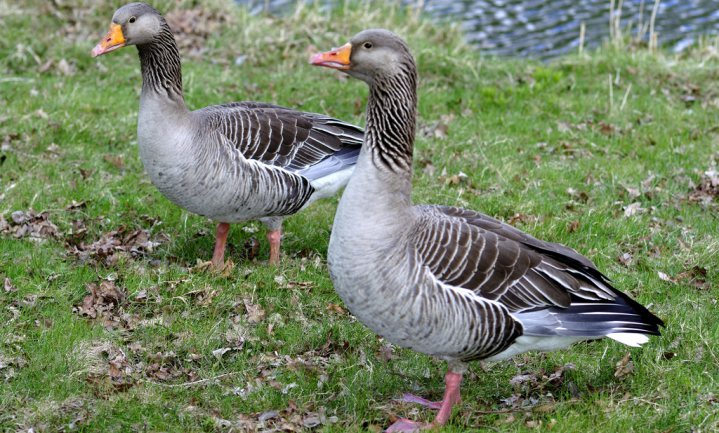 Hoogpathogene vogelgriep bij wilde ganzen in Utrecht