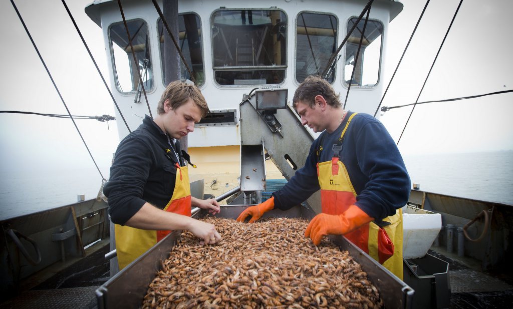 Nederlandse vissers brachten in 2017 25% meer zeevis aan land