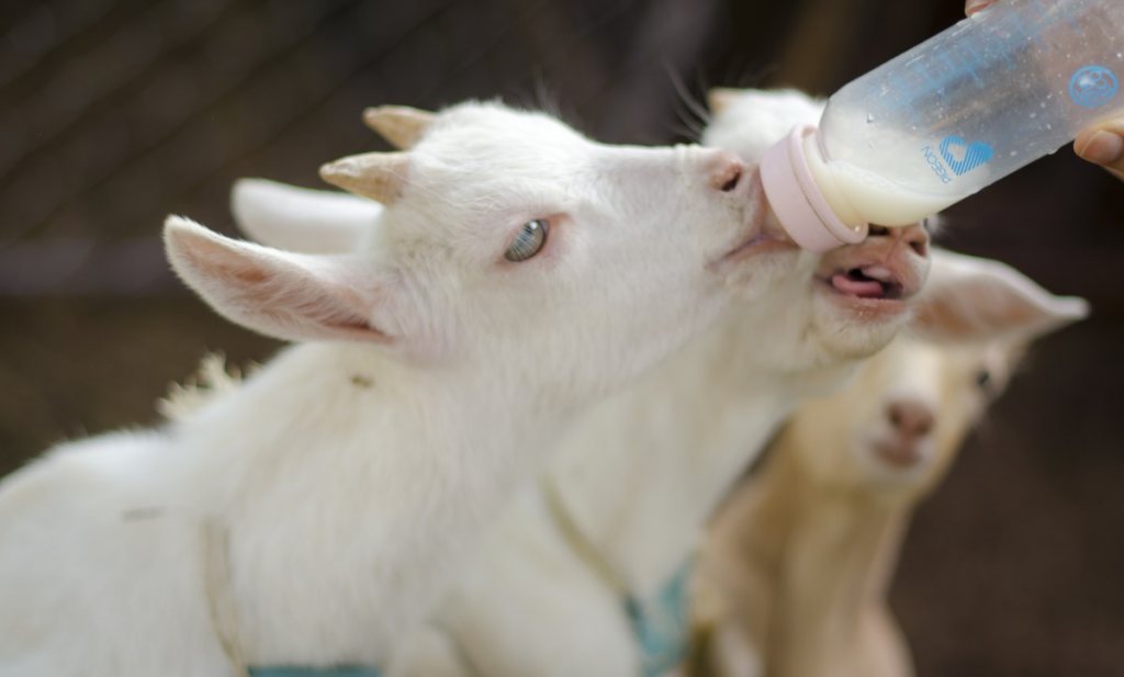 Kringlooplandbouw lost het geiten- en bokkenprobleem op