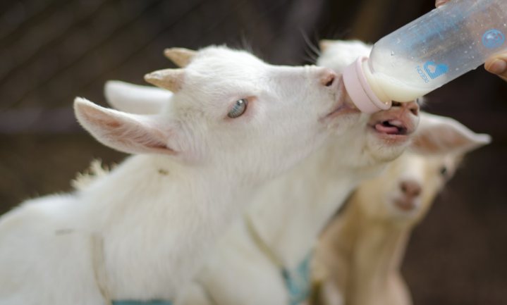 Groei geiten vlakt af, minder varkens en evenveel koeien in Nederland