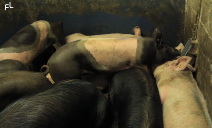 Azijntruuk niet goed genoeg meer voor varkensslacht