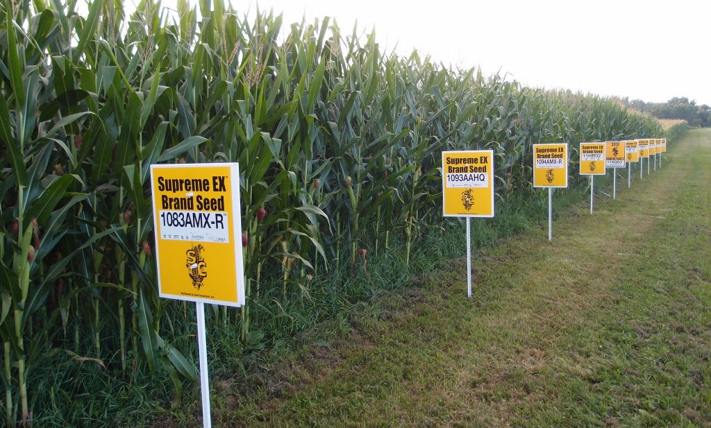EU-lidstaten mogen goedgekeurde GMO-gewassen weigeren