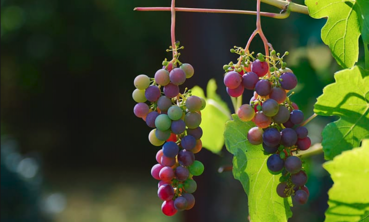Italiaanse en Franse wijnboeren gooien voor een vermogen aan druiven weg