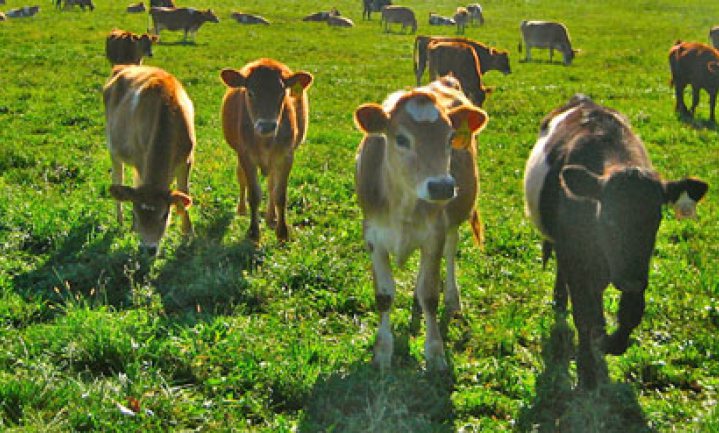 Grassfed koeien in de VS - gaat dat lukken?