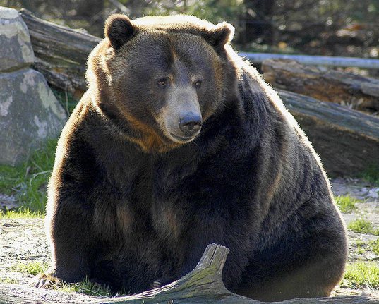 Beren worden diabeet tijdens hun winterslaap