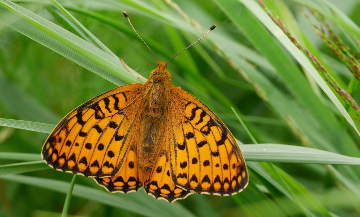 Ruim 80% minder vlinders in 130 jaar