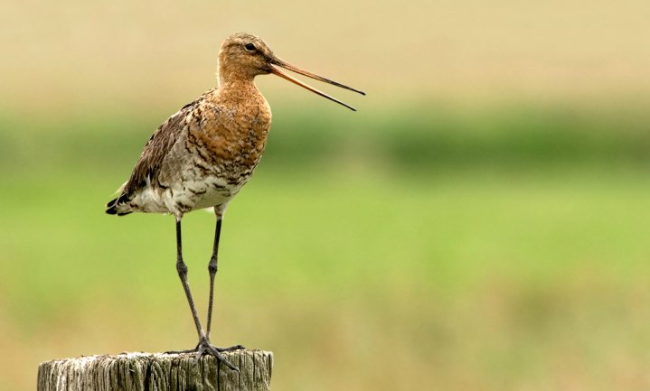 ‘In 1975 leefden Nederlandse vogels nog voor de helft op het boerenland, nu nog maar 20%’