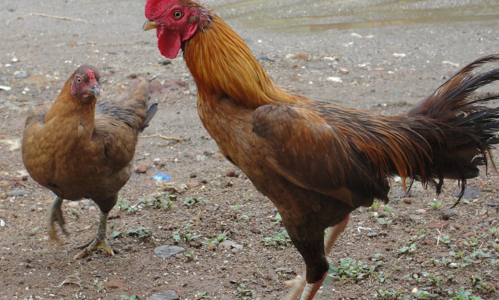 Kip kwam pas 1500 jaar geleden naar Oost-Afrika