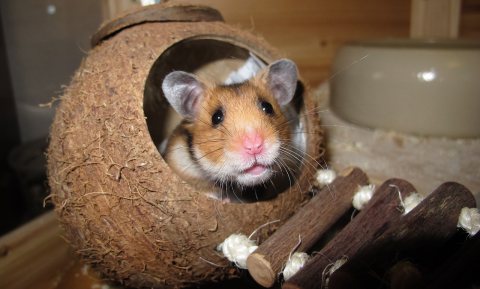 Hong Kong bang voor met Corona besmette hamsters uit Nederland