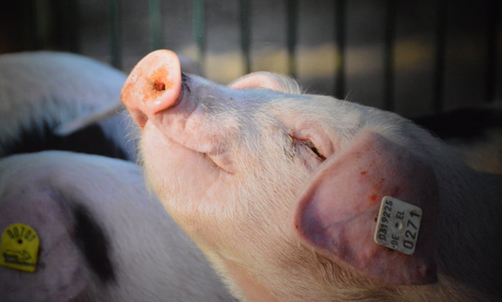 Californië importeert diervriendelijk Nederlands varkensvlees van Vion