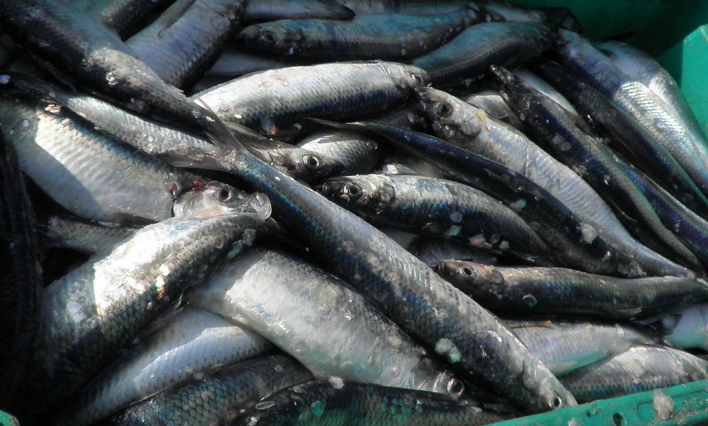 Makreel, haring en blauwe wijting worden systematisch overbevist