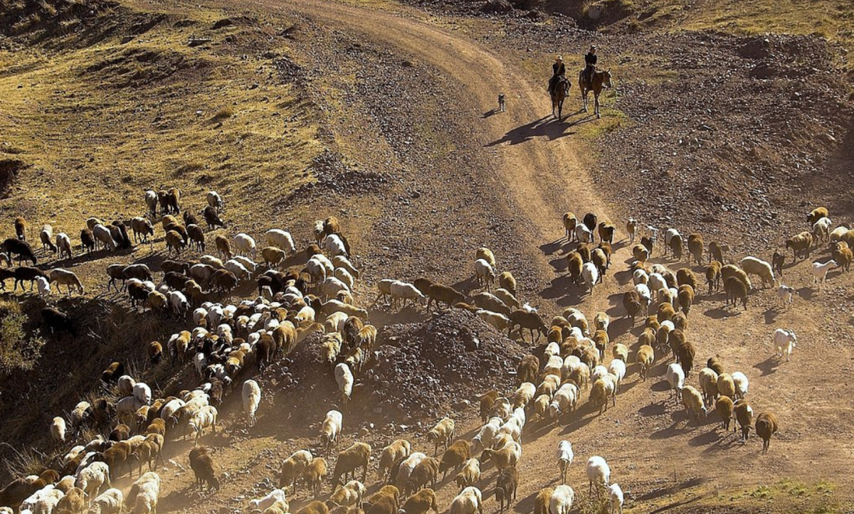 Gli italiani non vogliono più coltivare l’agricoltura, poiché i pastori del Kirghizistan hanno preso il controllo dell’agricoltura in Sardegna