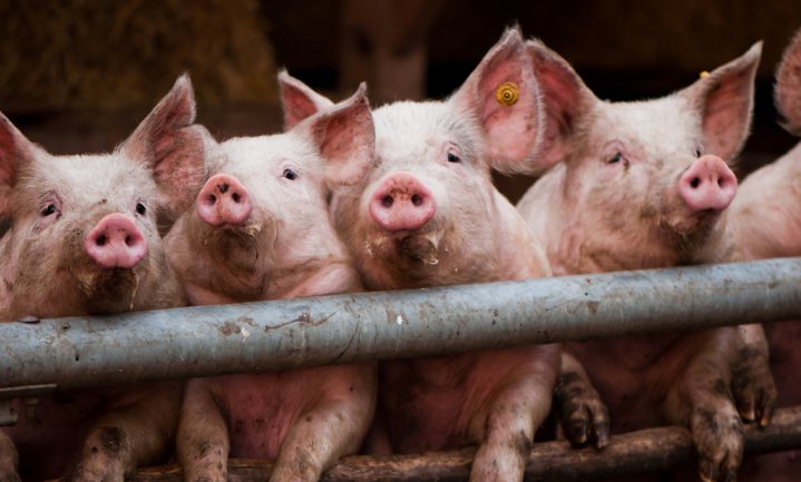 Rosenthal: varkenshouderij moet af van focus op Noord-West Europa