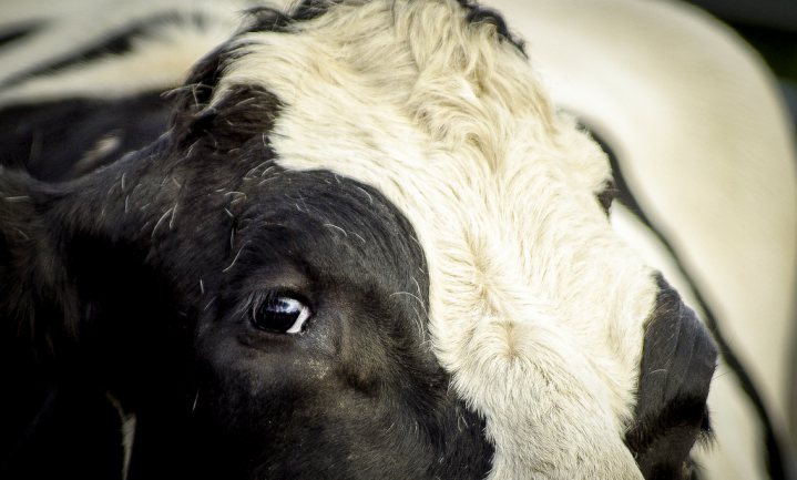 Qatar vliegt 4.000 koeien in tegen melkschaarste