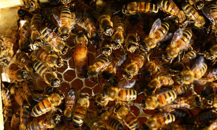 Bijensterfte kun je aan de bron aanpakken: begin bij de koningin