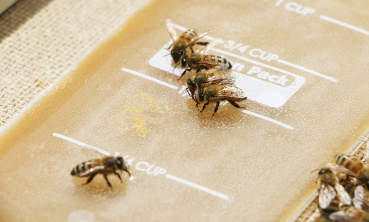 Goedkoop en betrouwbaar: bij een positieve coronatest steken bijen hun tong uit