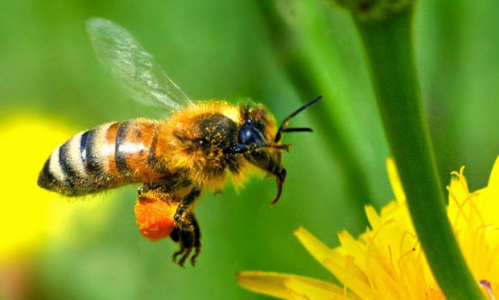 Bijengezondheid: schone schijn
