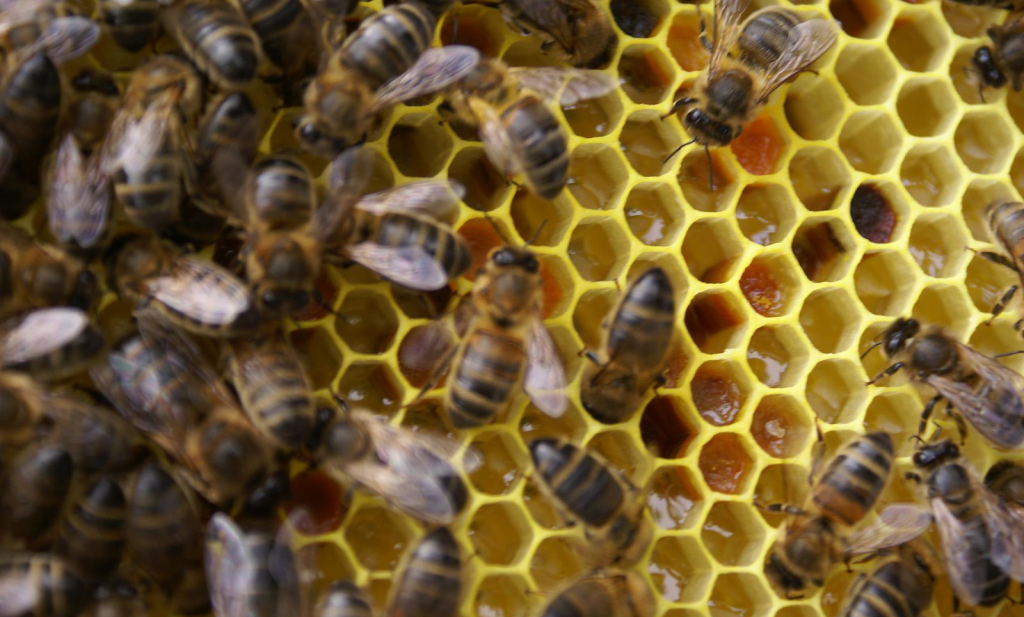 Blije bijen dankzij stadsimkerij
