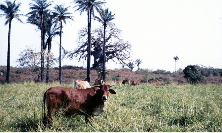 Traditionele herders’ veehouderij in Afrika ingehaald door bevolkingsgroei