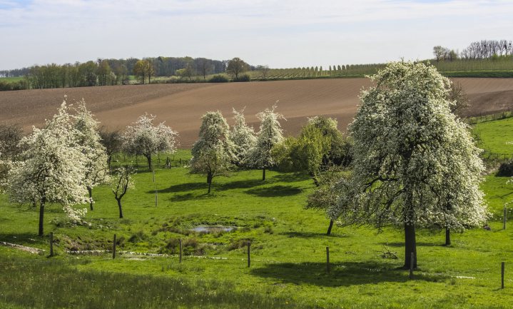 Belgisch hoogstamfruit vindt plukkers via site