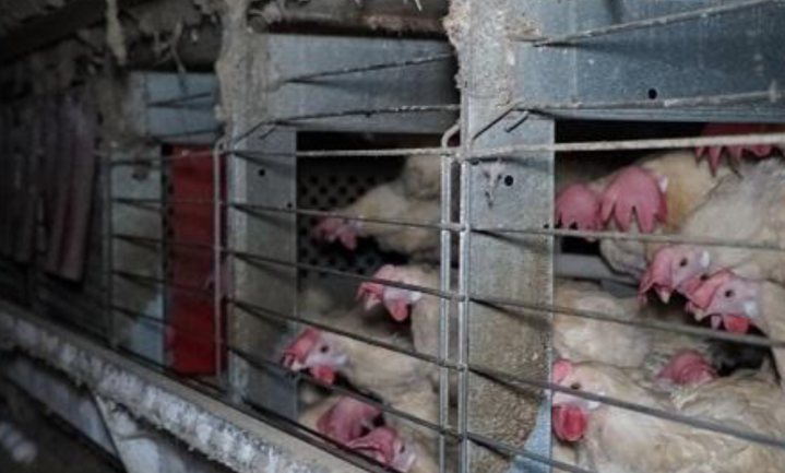Verwarring over ‘horror kippenstal’ in de Noordoostpolder