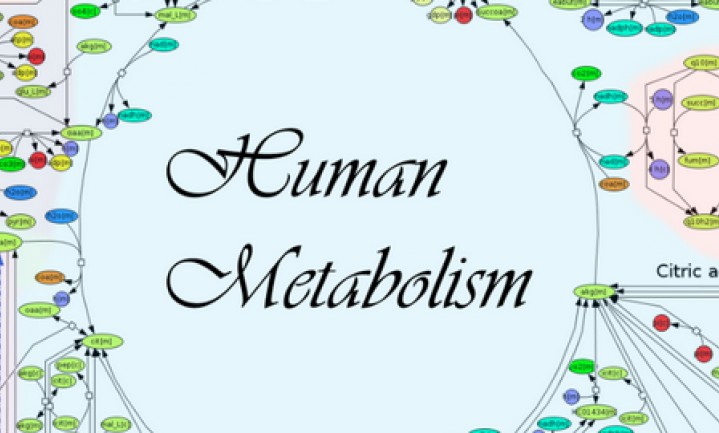 Belangrijke doorbraak: het menselijk metabolisme in kaart gebracht
