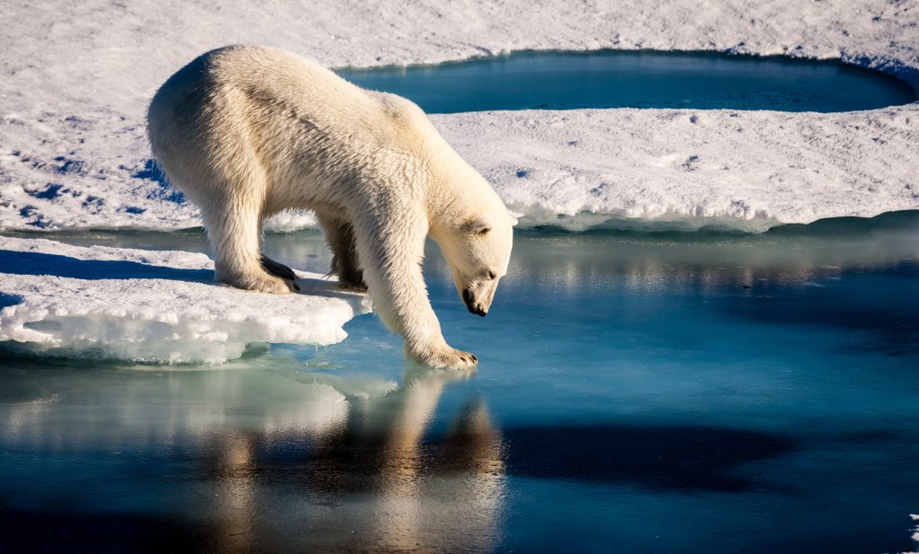 Klimaatverandering en ijsberenblogs revisited: het belang van wetenschappers aan het woord