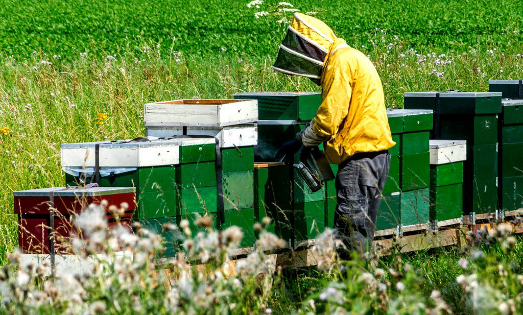 Sterfte bijen in Europa neemt af