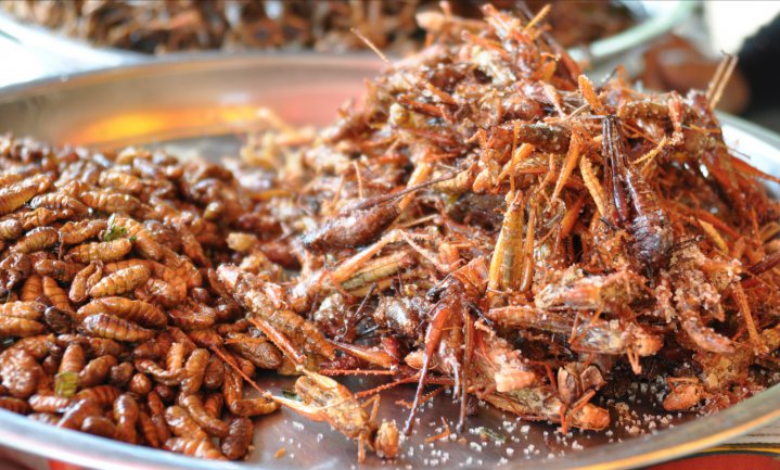 Supermarkten stoppen met insectenproducten, consumenten kopen ze niet