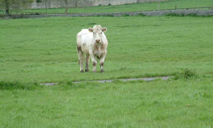 Is Iers rundvlees nóg diervriendelijker dan biologisch?
