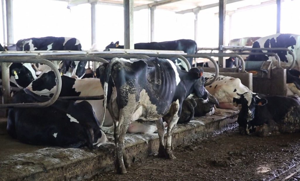 CIWF filmt graatmagere Parmezaanse kaas-koeien die nooit in de wei komen