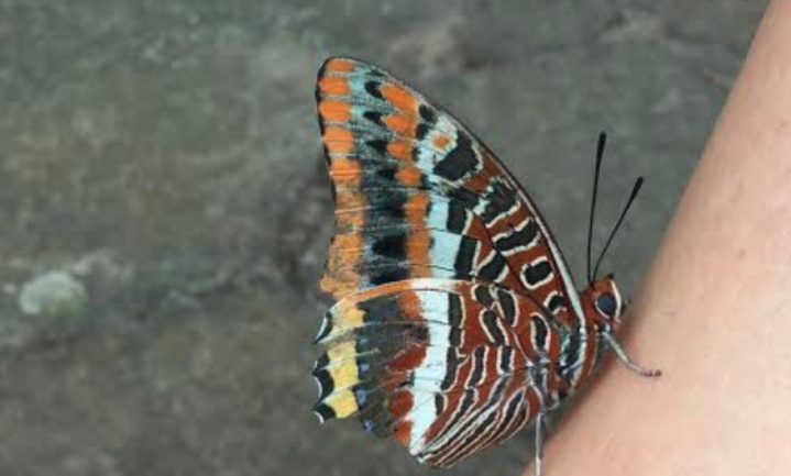 Maak verspillingsvrij vlinders blij