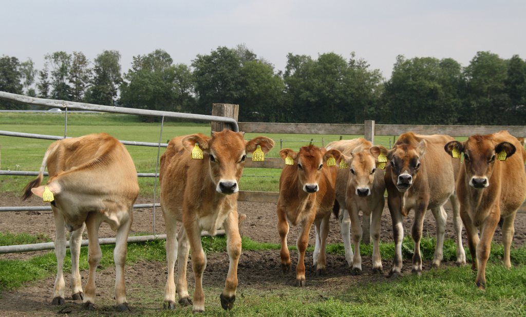 Jerseyvlees-boeren zoeken eigen boerderij door ‘FarmFunding’