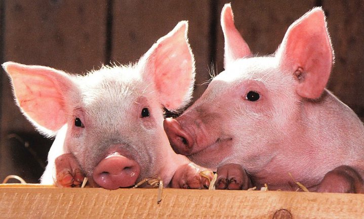 Varkens krijgen het van ons en wij weer van hen: varkensgriep