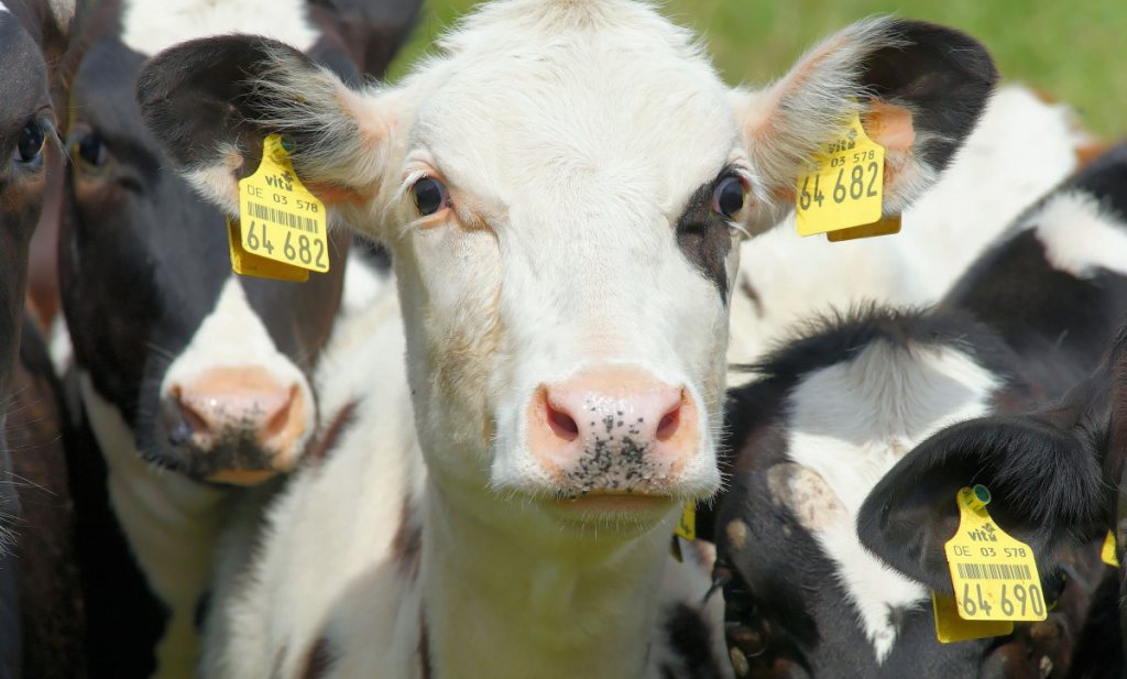 ‘I&R-onregelmatigheden betreffen zo’n 5.000 koeien’