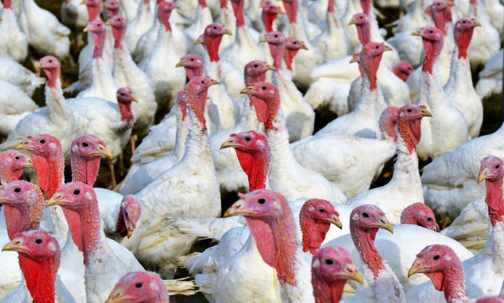 Belgen willen kip met laagpathogene vogelgriep slachten in plaats van ruimen