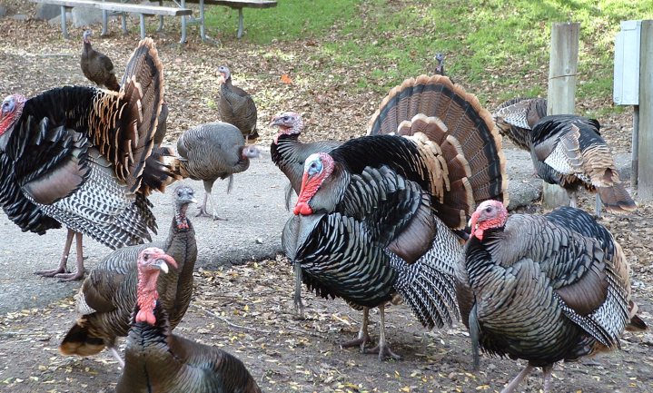 Vogelgriep VS bedreigt Thanksgiving