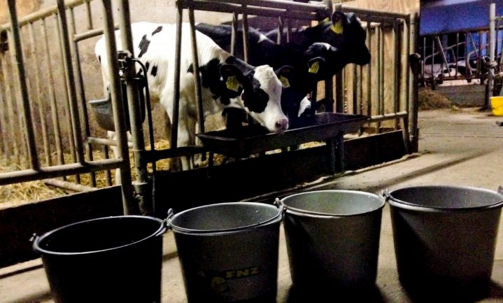 Groene stroom van kalfjes resultaat wanbeleid melkveehouderij