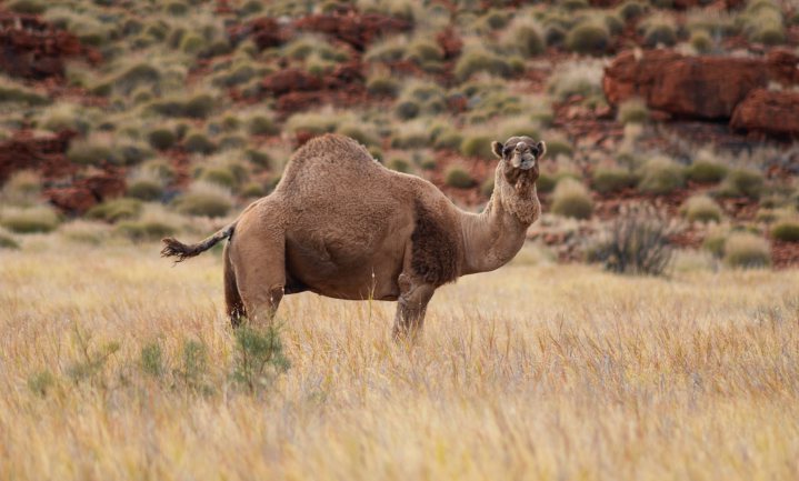 Kamelenmelk Australisch streekproduct