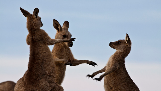 Waarom Australiërs geen kangoeroe eten