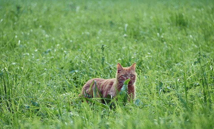Franse bioboer zet katten in tegen knaagdieren