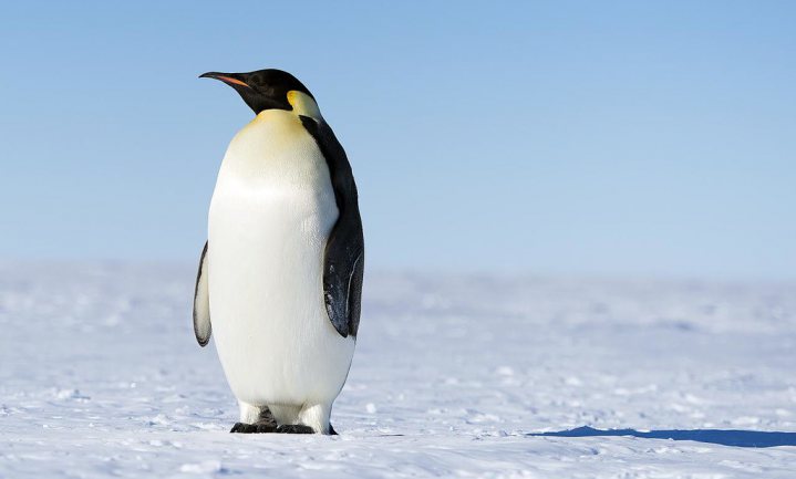 Pinguin als kanarie