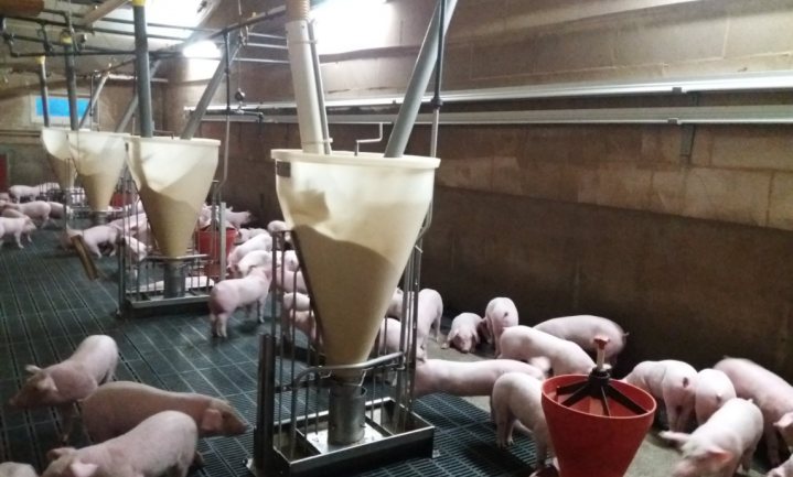 Vlaamse varkensboer zet stal open voor tv en krijgt prompt Animal Rights achter zich aan