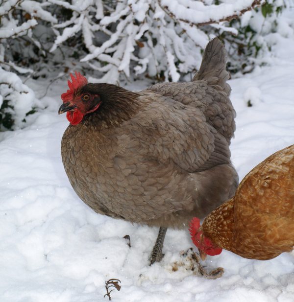 Consumentenbond: ‘eet alleen ‘s winters kip’