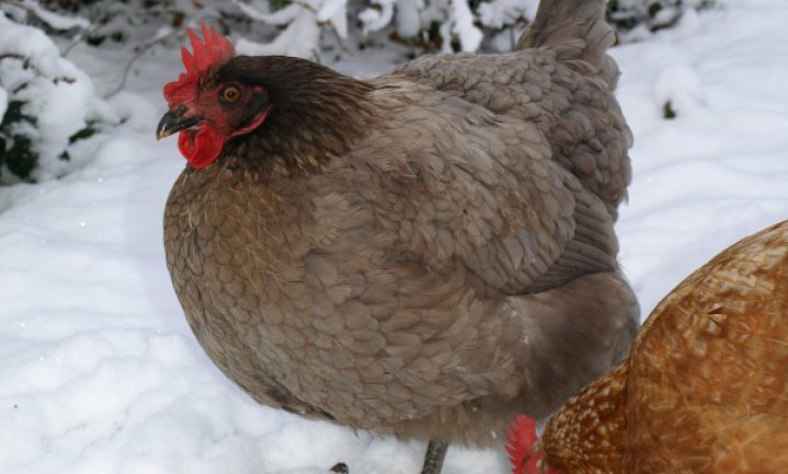 Consumentenbond: ‘eet alleen ‘s winters kip’