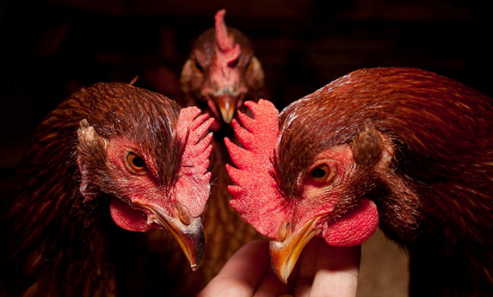 Nederlandse kippenboeren best bang voor Belgische griep