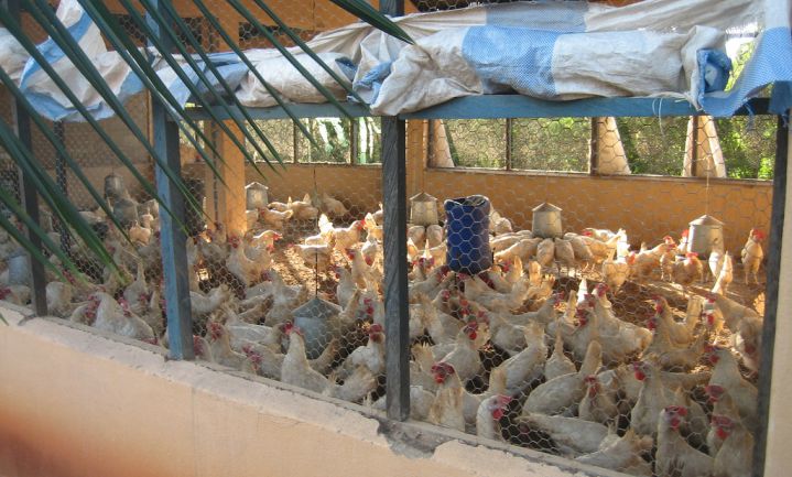 Vogelgriep H5N1 bedreigt Afrikaanse kippen