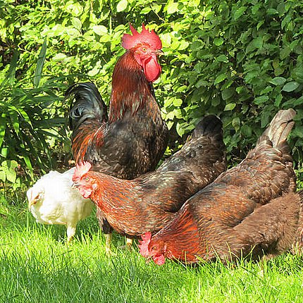 Belgische kippen verwerken 765 ton keukenafval