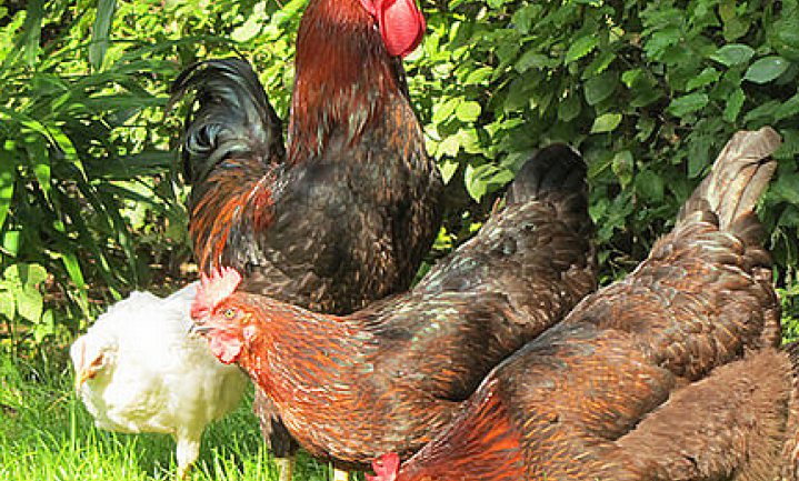 Belgische kippen verwerken 765 ton keukenafval
