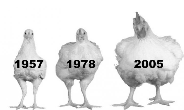 Kippen zijn ‘belachelijk hard gegroeid’